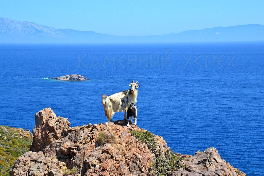 дикие козы Греция