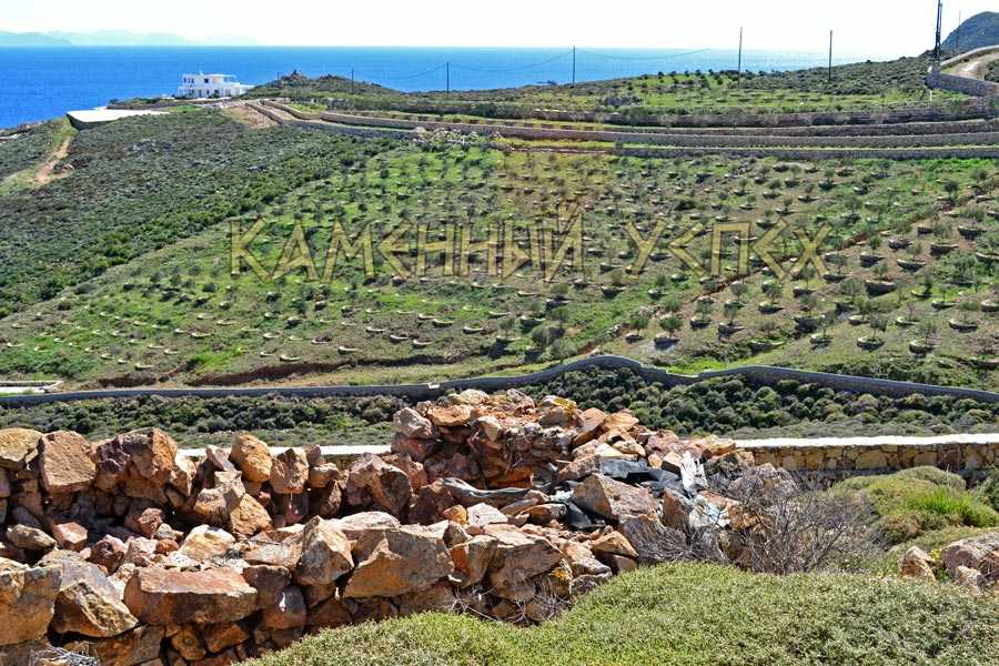 оливковый сад на склоне