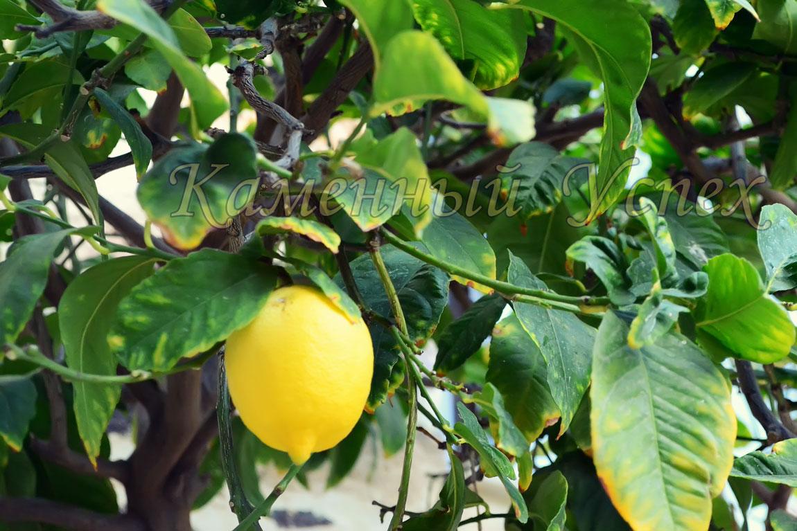 домашний лимон растет во дворе