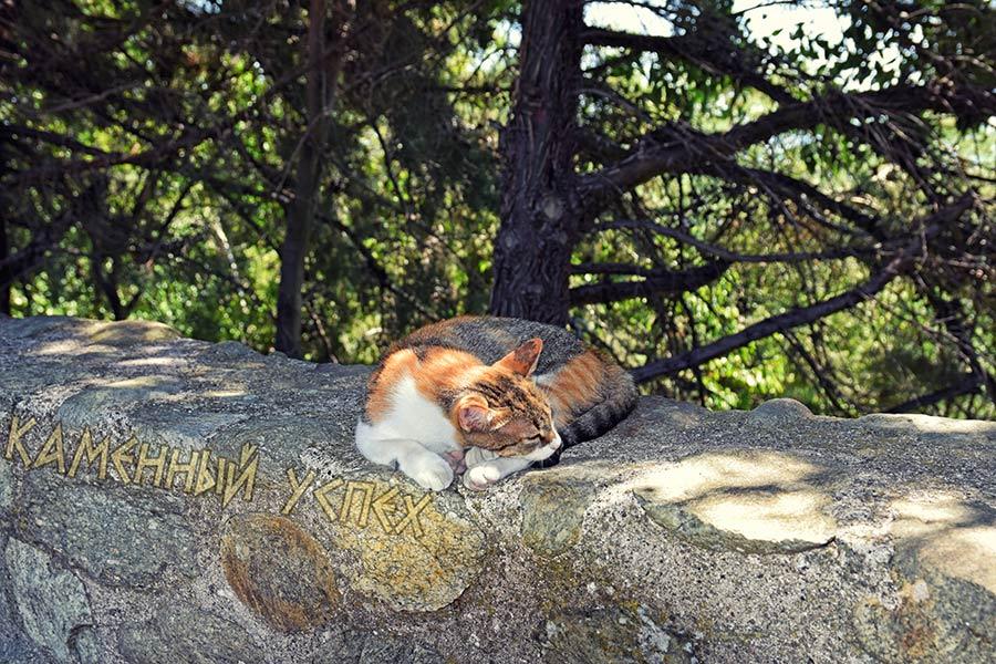 Метеоры Греция кот на каменном заборе