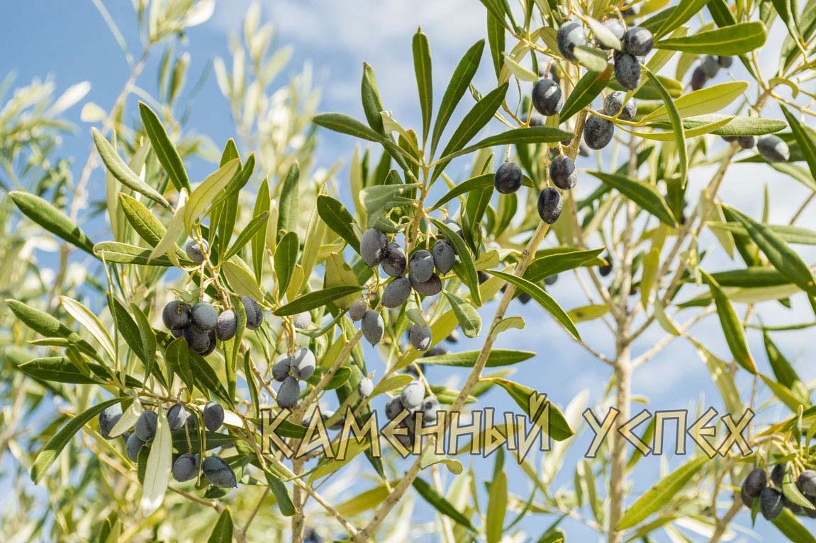 оливковый сад