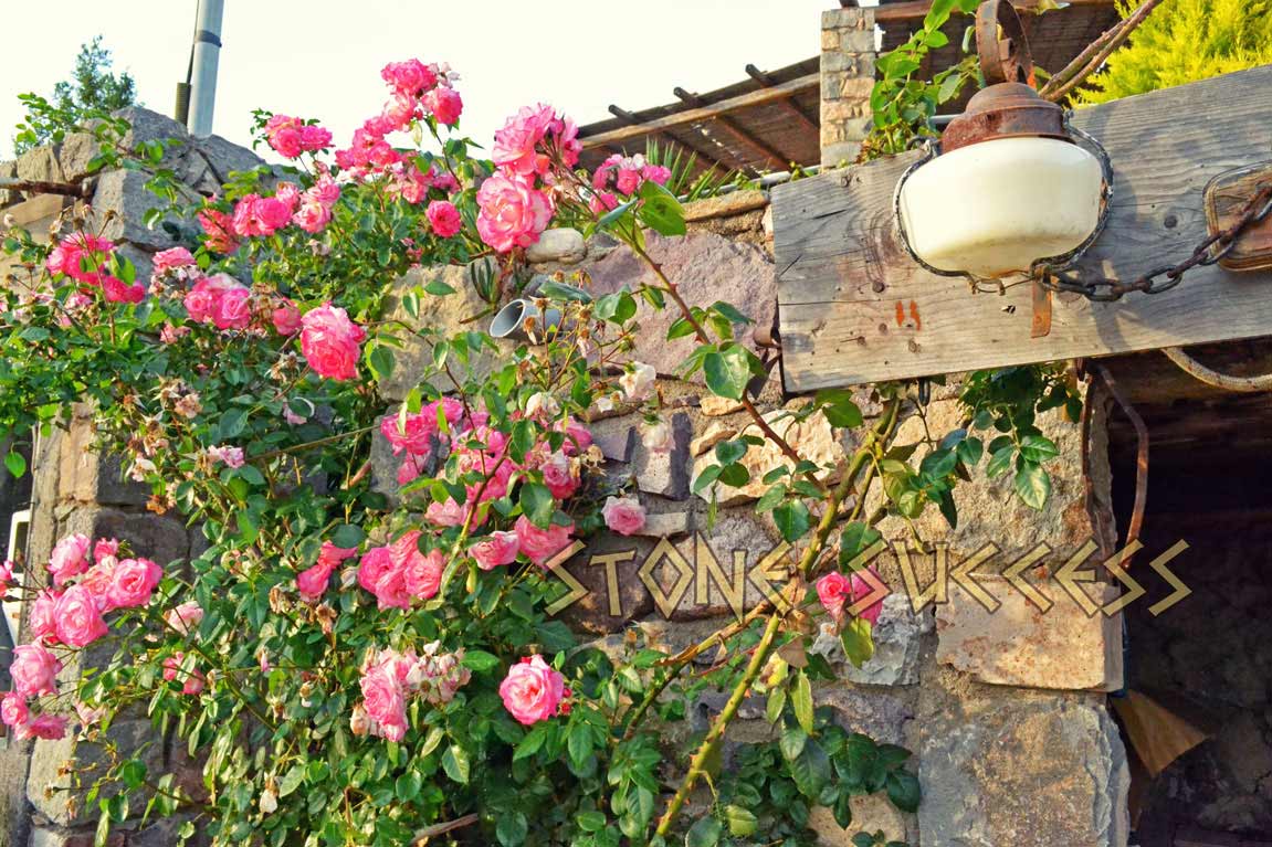 розы у входа в каменный дом