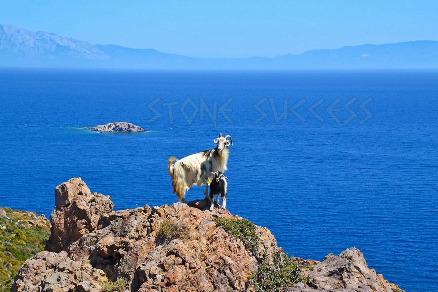 горные козлы на островах Греции
